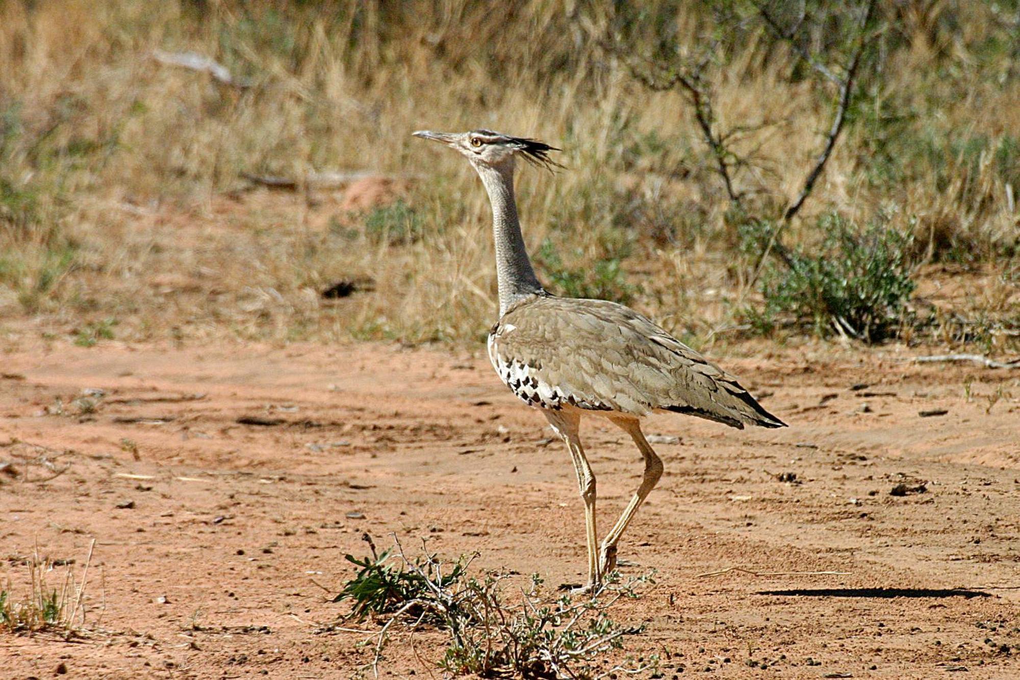 Waterberg Wilderness Villa Værelse billede