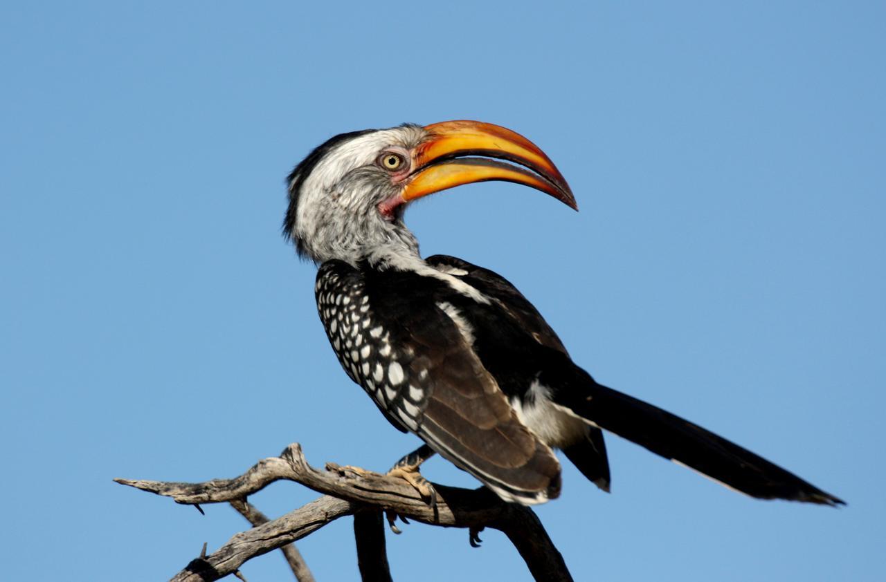 Waterberg Wilderness Villa Eksteriør billede